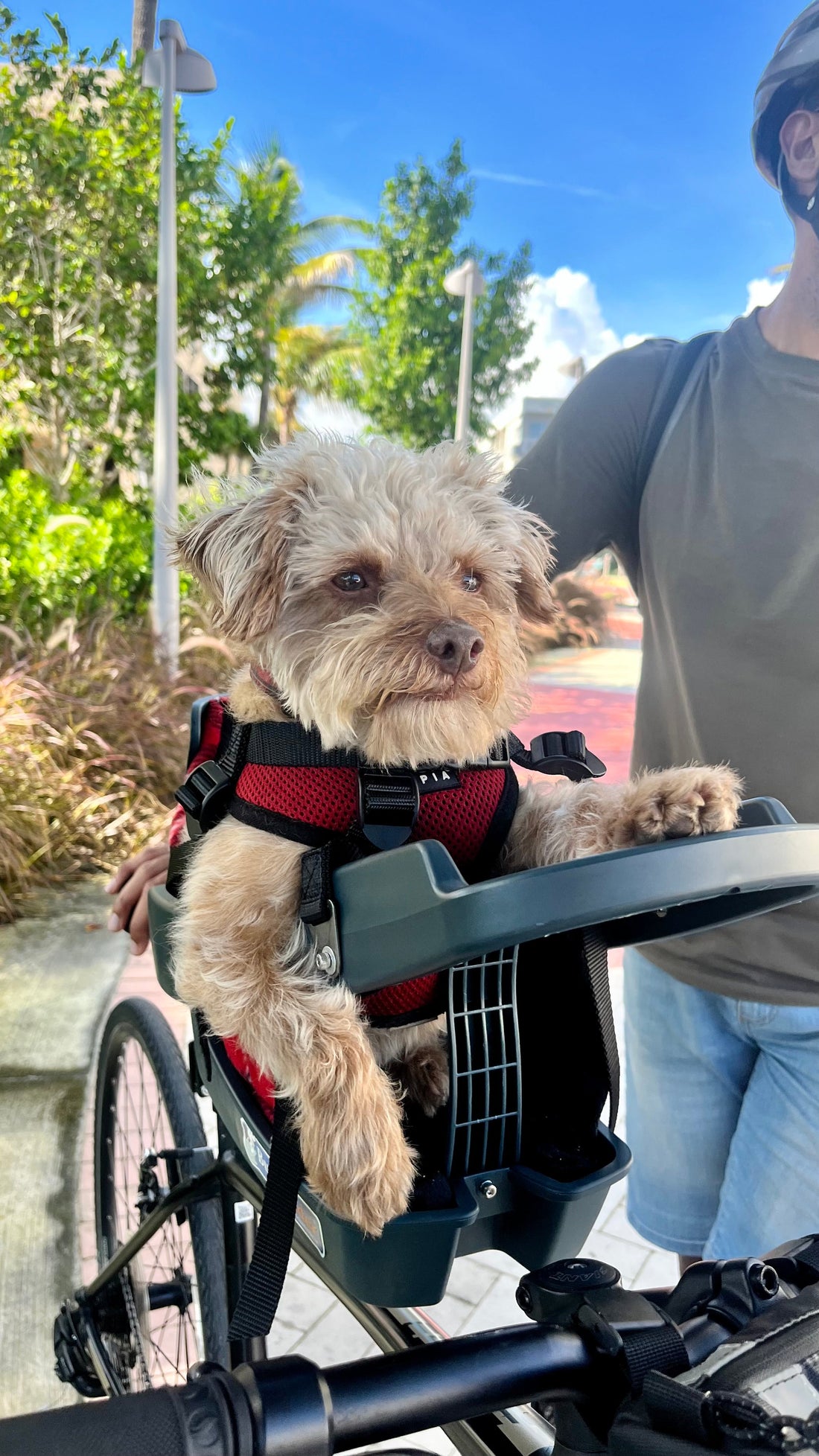 Meet Chewy: The Four-Legged 13-Year-Old Survivor Who Never Stopped Adventuring
