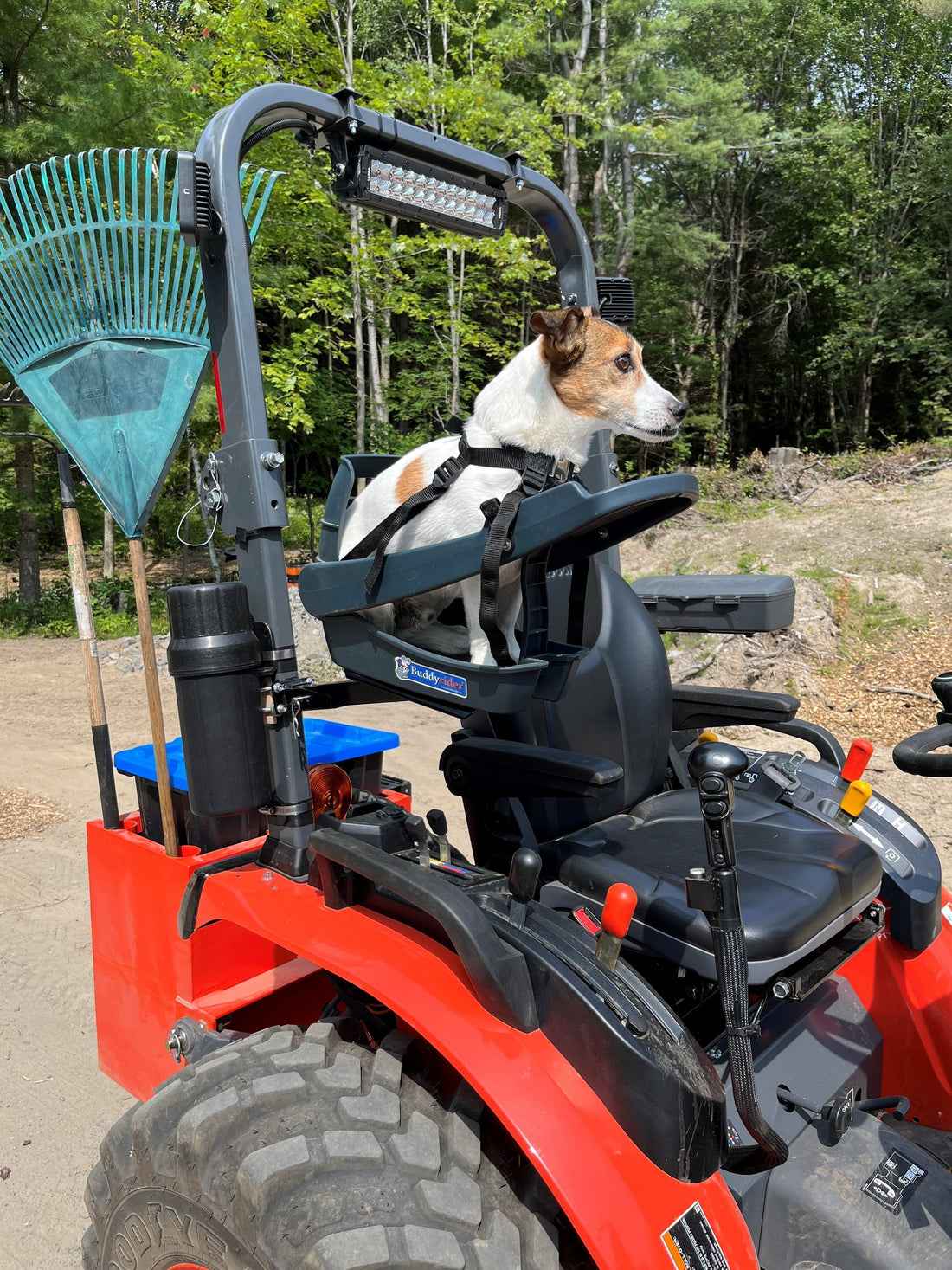 Jimmy's Burlington Adventures: A Dog's Life in the BuddyRider