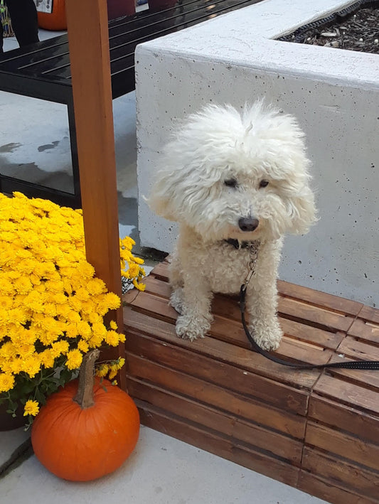 A Sweet Dog, a Bike, and Thirteen Years of Adventure