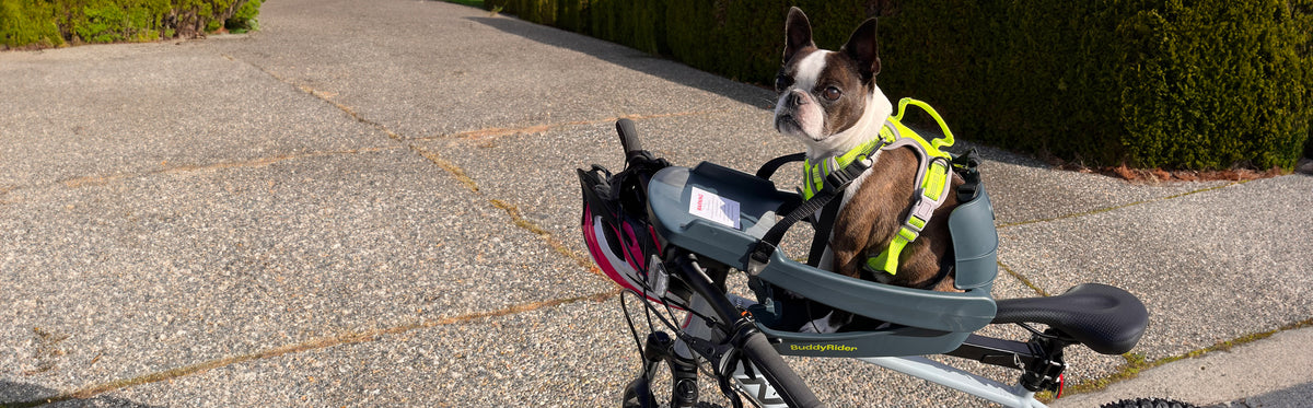 Buddy Rider Buddyrider® | Make the World Your Dog Park - Dog Bike Carrier ...