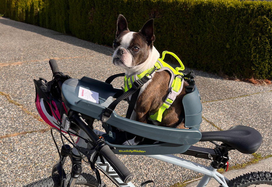 Buddyrider dog bicycle seat hotsell