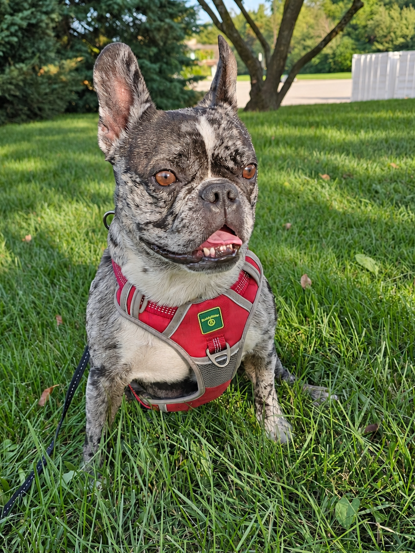 BuddyRider® Harness