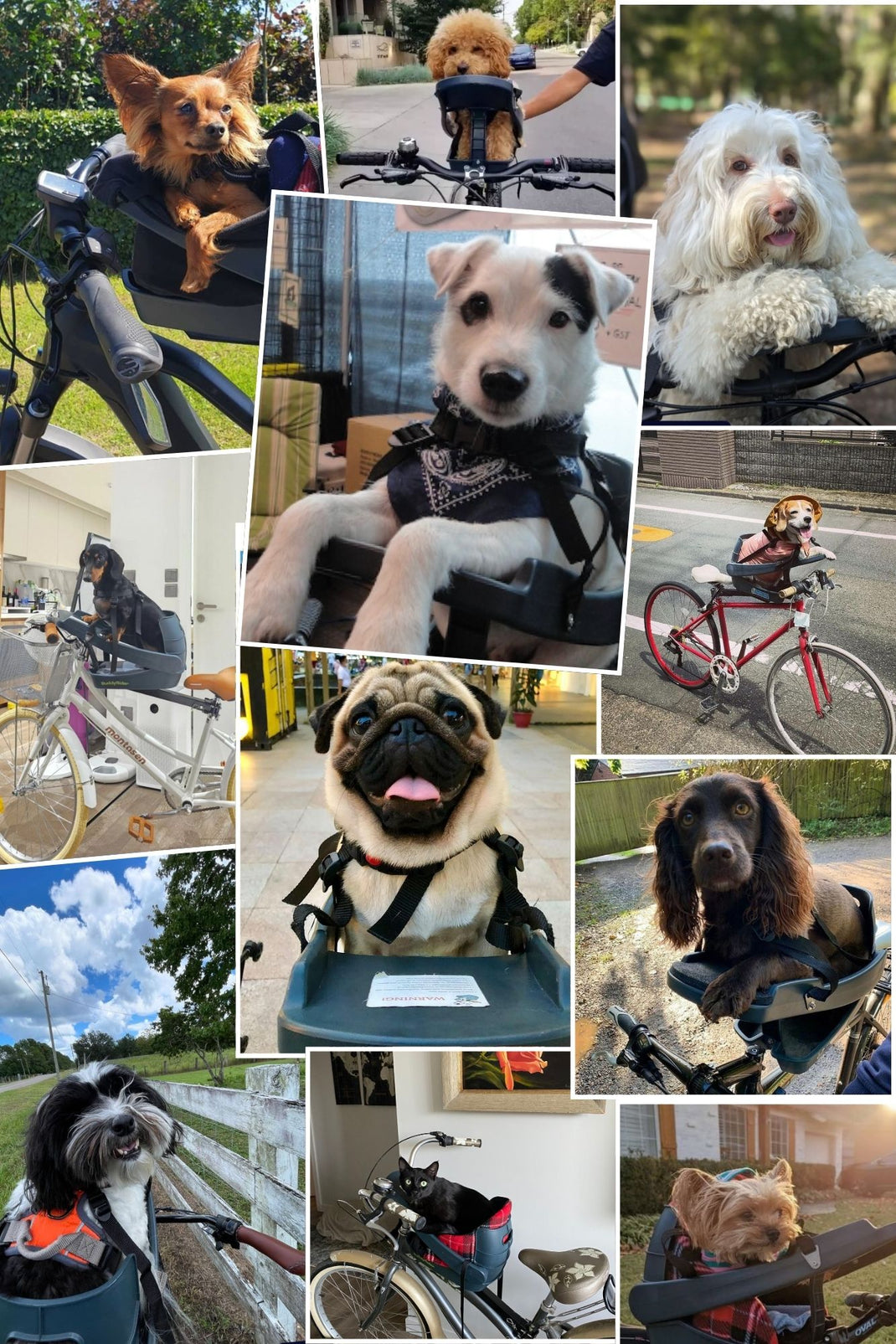 Will My Dog Fit Buddyrider? – Buddyrider USA