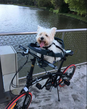 Buddy Pool Rider Image Gallery of our happy customers - Buddyrider – Buddyrider USA
