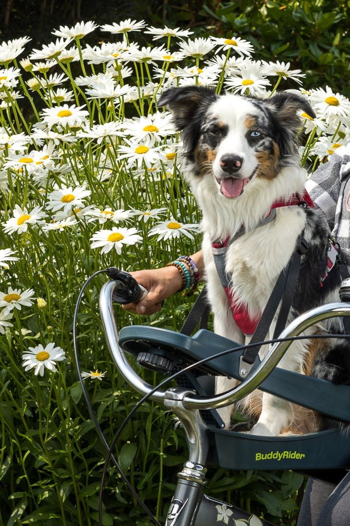 Dog buddy bike seat best sale