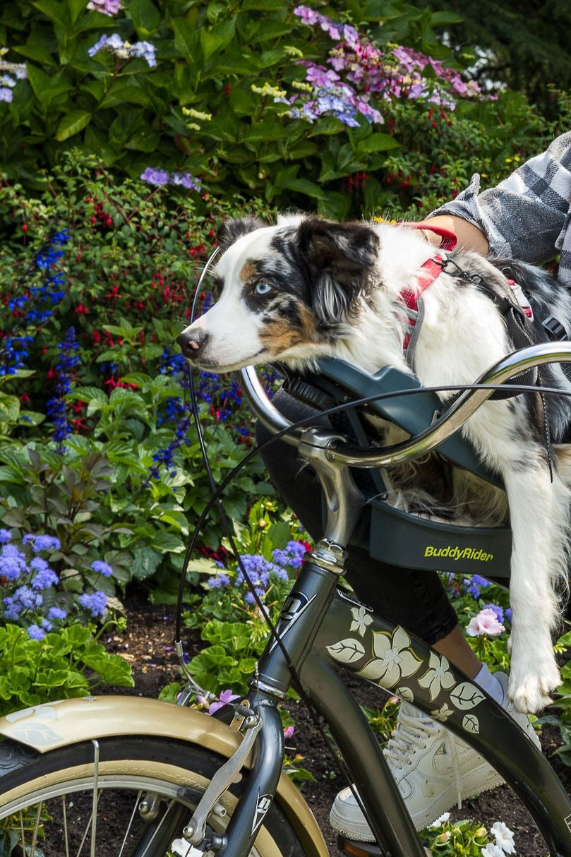 Dog seat bike carrier sale