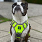 BuddyRider® Harness